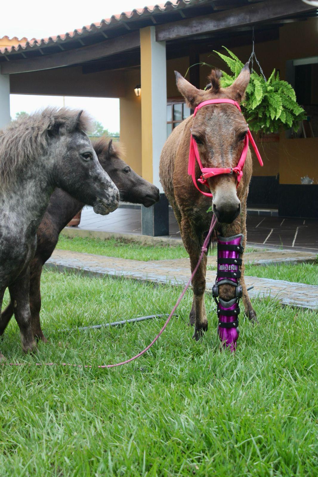 "Simpática" mula víctima de explosivos en el Catatumbo / Foto: Cortesía
