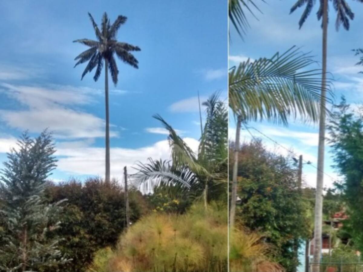 Polémica por tala de palma de cera en la vereda Romeral, de Guarne