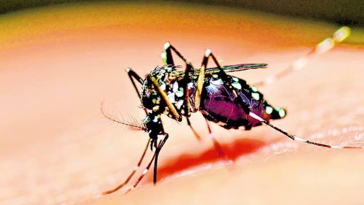 Alertan posible aumento de casos de dengue en Risaralda