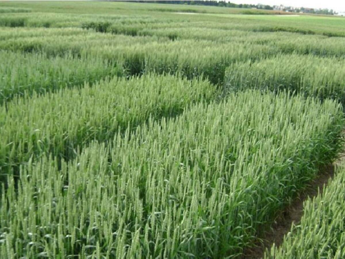 “Incentivo de almacenamiento no es viable”: Viceministro de Agricultura