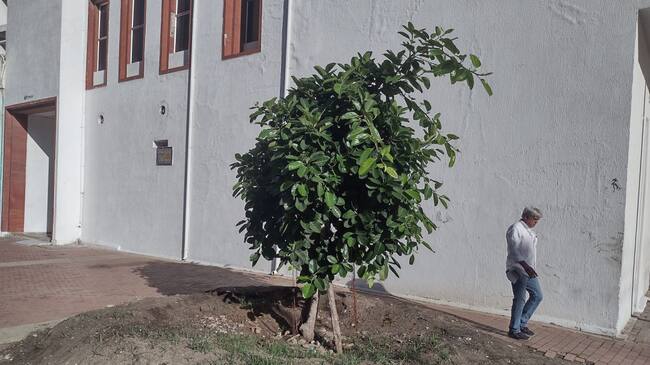 Palito de caucho