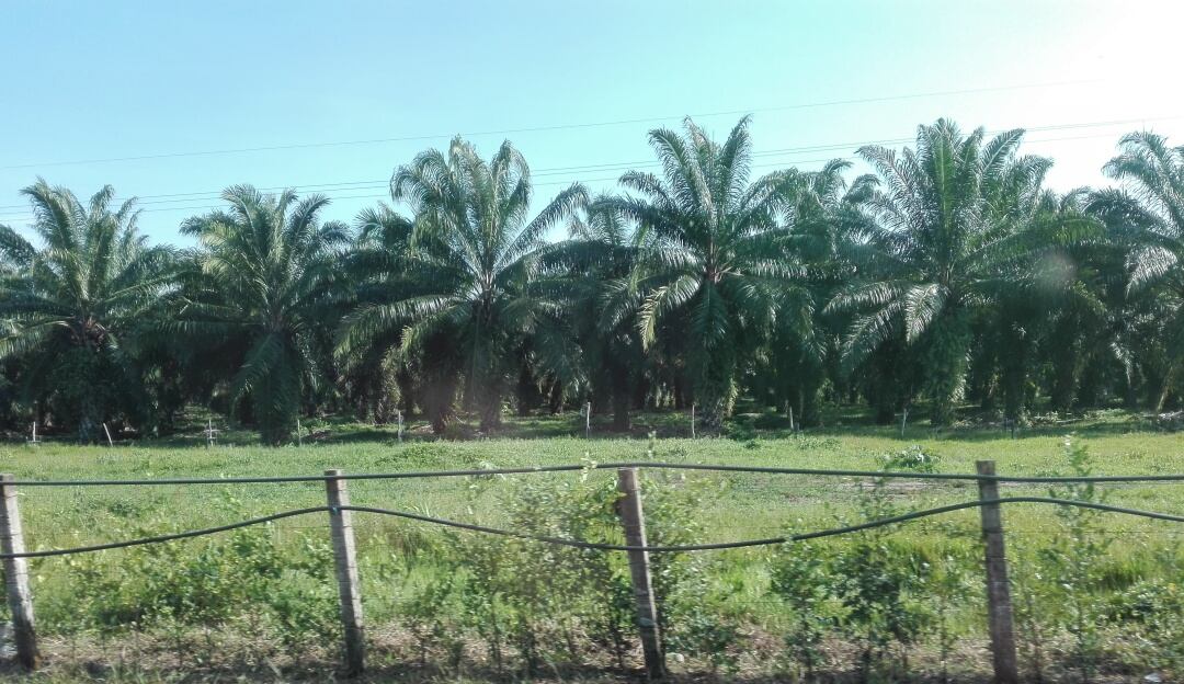 PAlmas en el Catatumbo