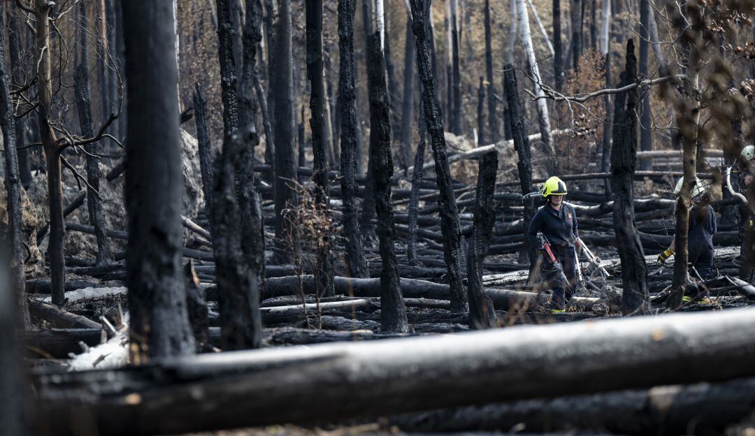 Bosque de Münster, Hessen (Alemania)