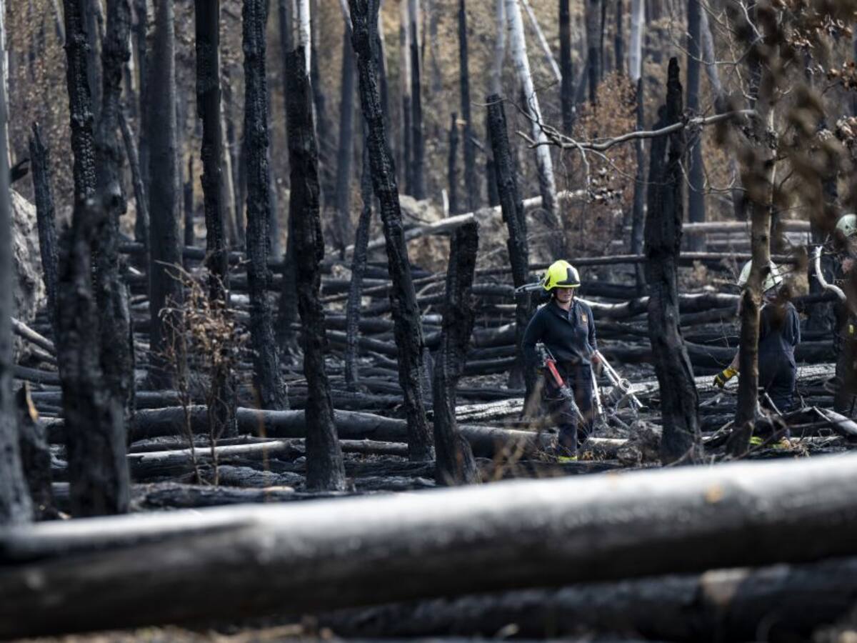 Incendios en Europa destruyeron casi 700.000 hectáreas de Bosques