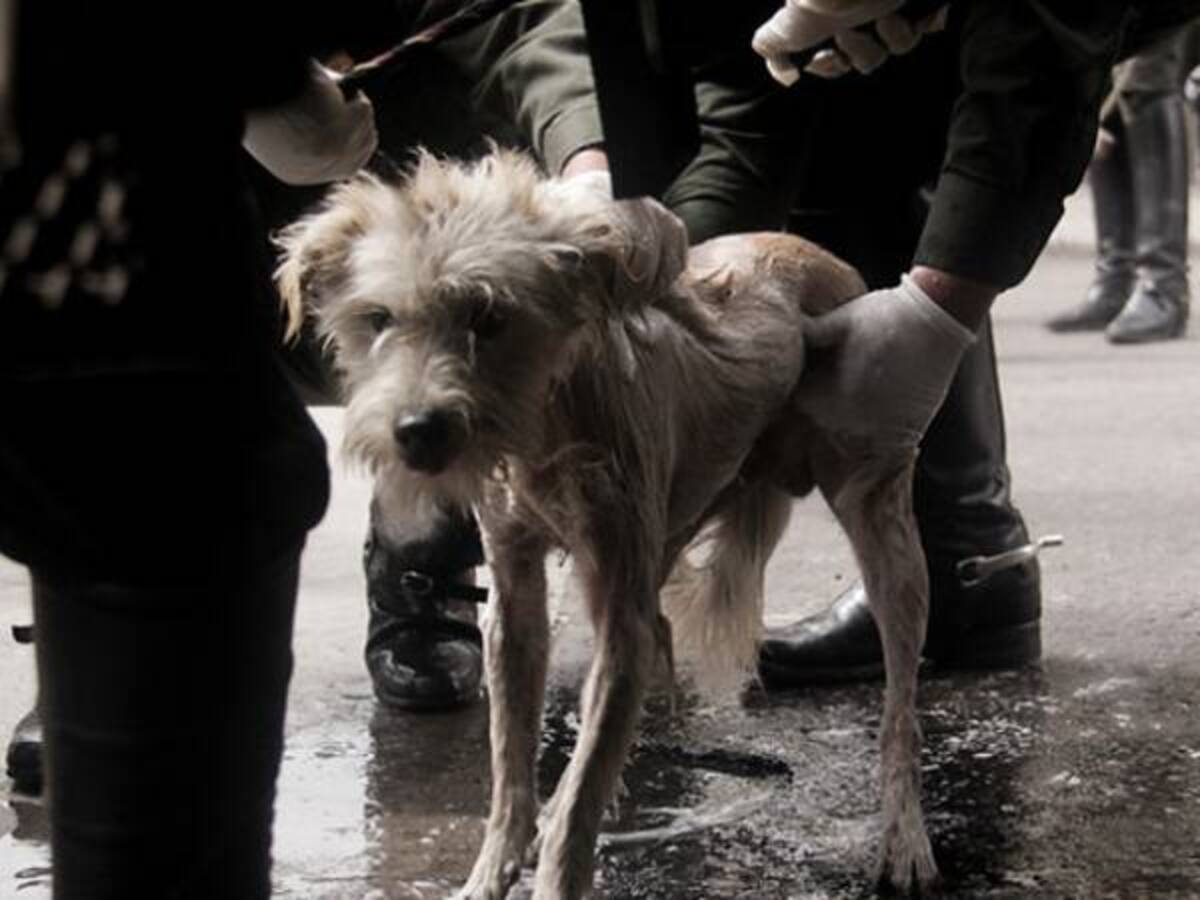 Unos 81 animales, entre perros y gatos, han sido rescatados del Bronx