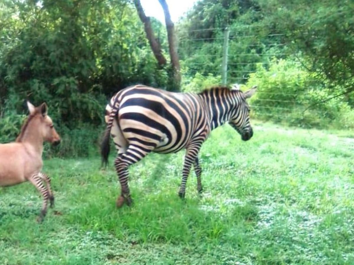 Nació en Kenia una cría híbrido de cebra y burro