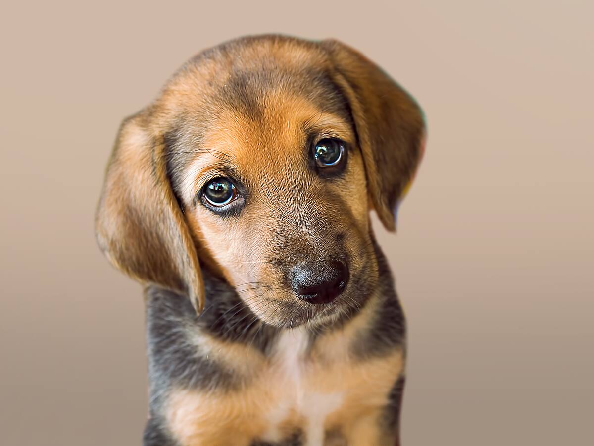 Trucos para evitar que su perro se coma sus heces