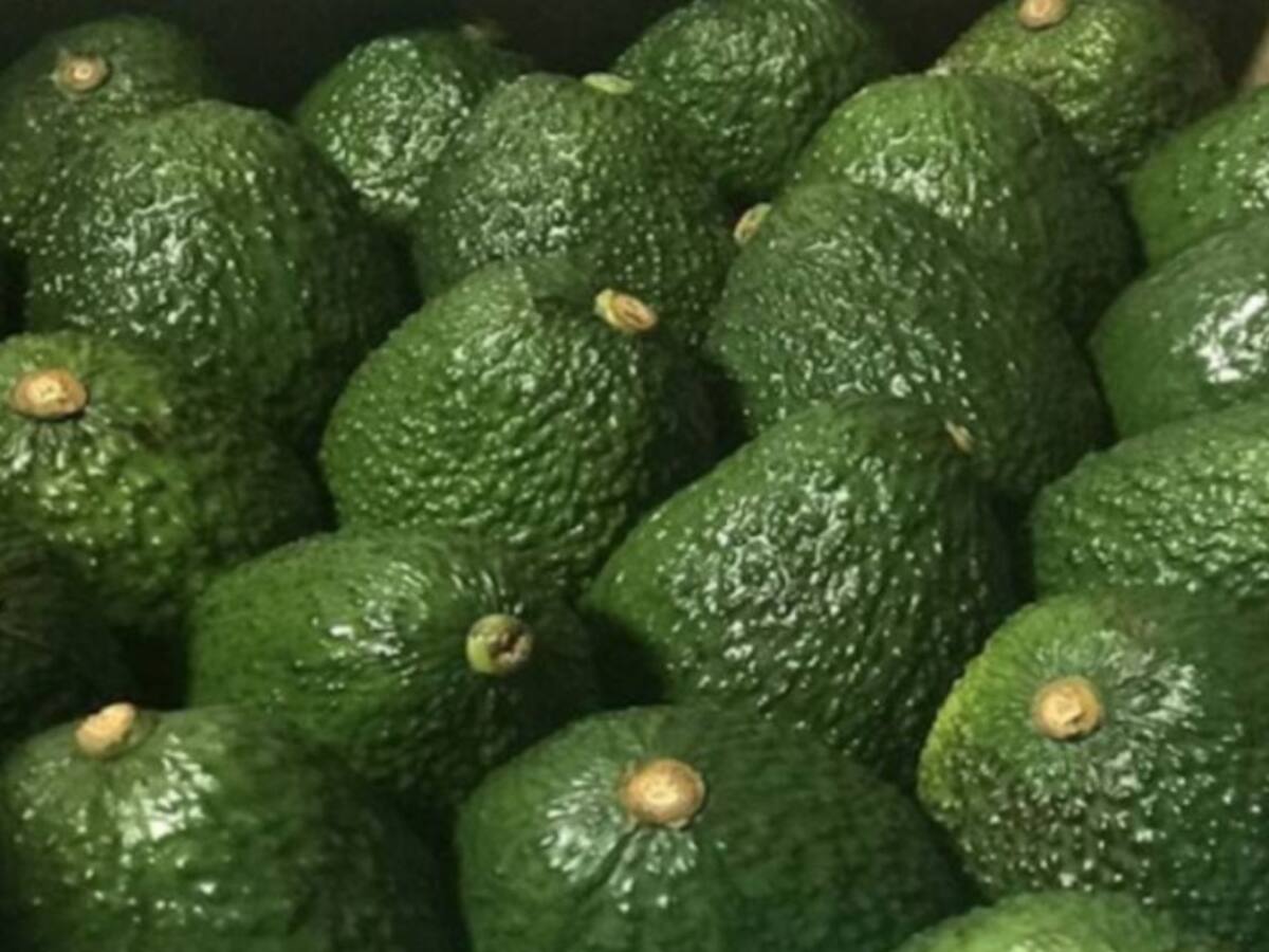 En Aranzazu se firmó un acuerdo de buenas prácticas en cultivos de aguacate
