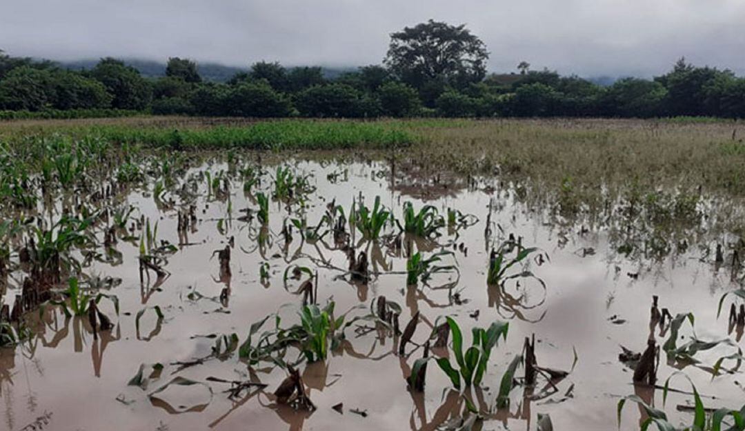 Critico panorama para el sector agropecuario en el Huila a raíz del invierno que desde el año anterior afecta a diferentes zonas del Huila. 