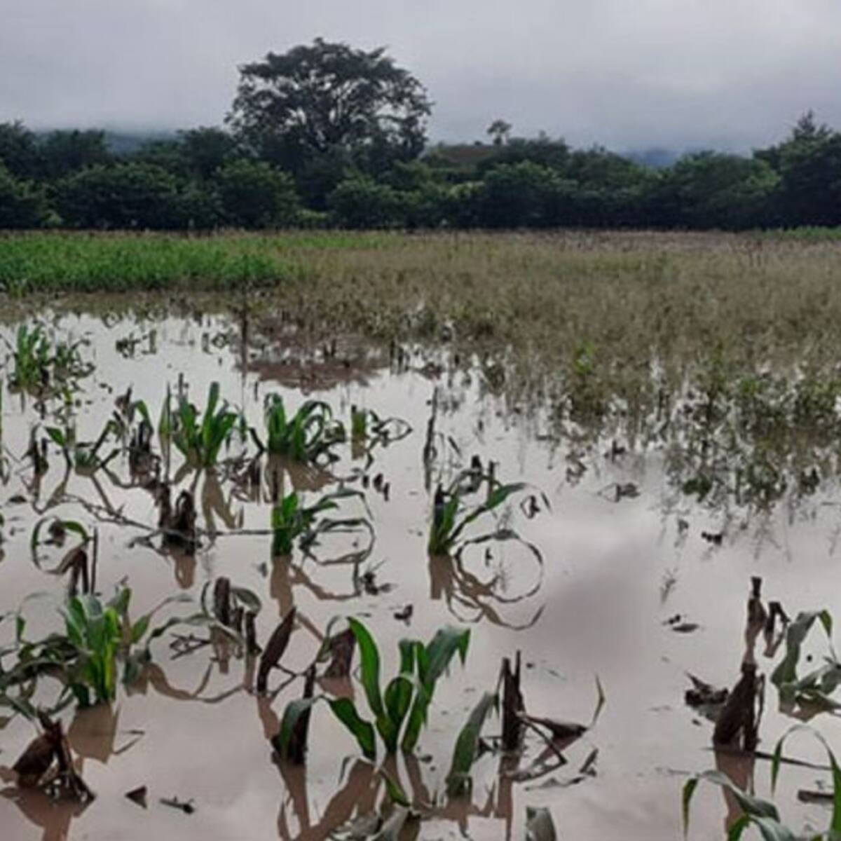 Cultivos en el Huila inundados por las lluvias