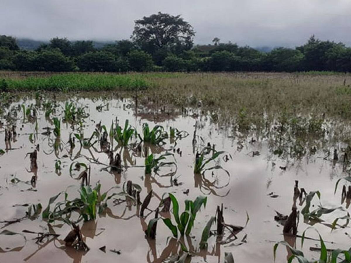 Cultivos en el Huila inundados por las lluvias