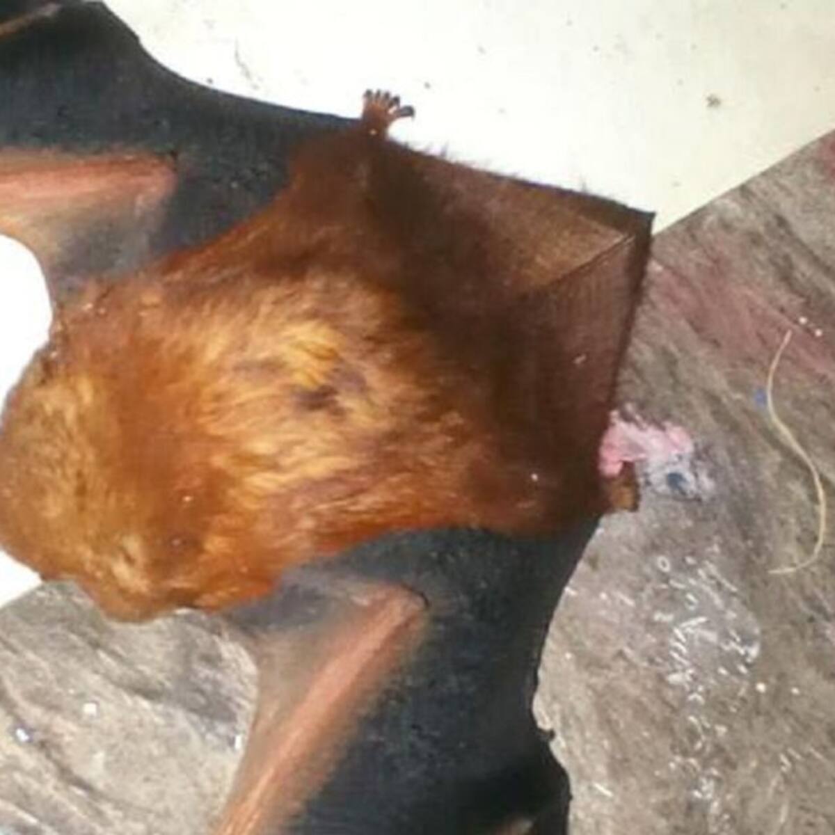 Murciélago de cola peluda es avistado en el departamento del Quindío