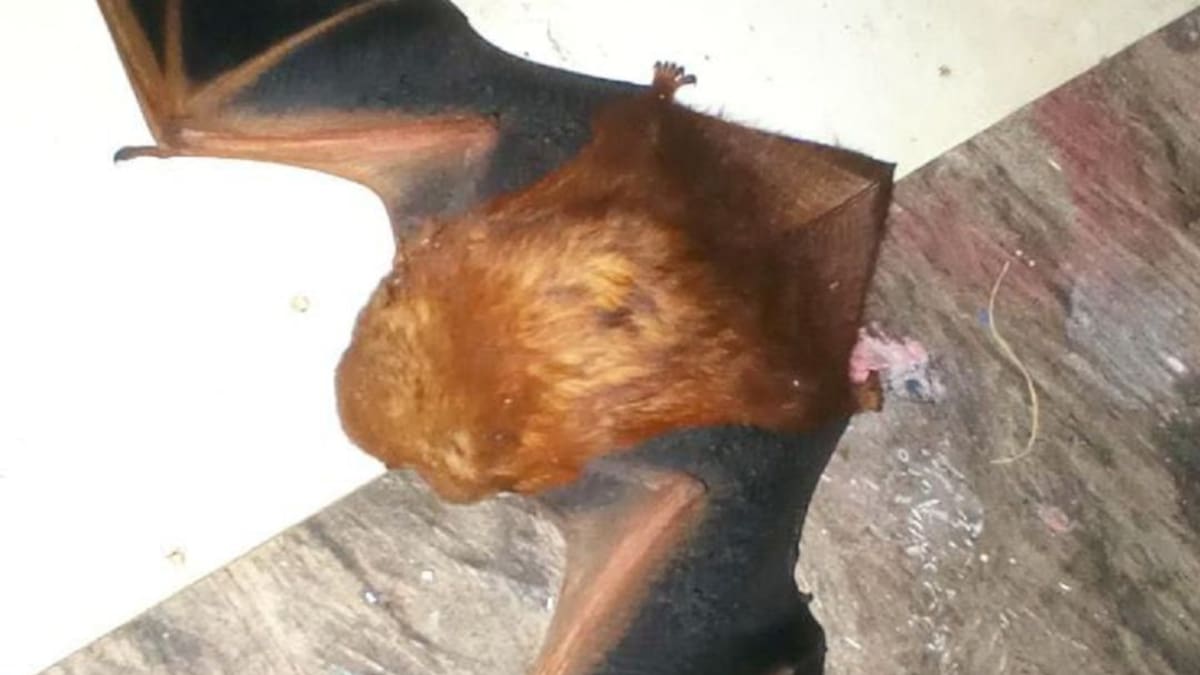 Hugo Mantilla, docente investigador, Quindío