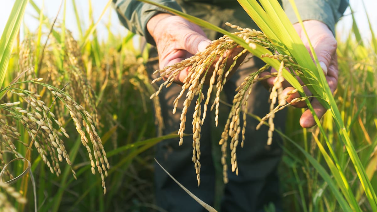 Colombia sí cumple con las normas para el libre comercio de arroz en la CAN