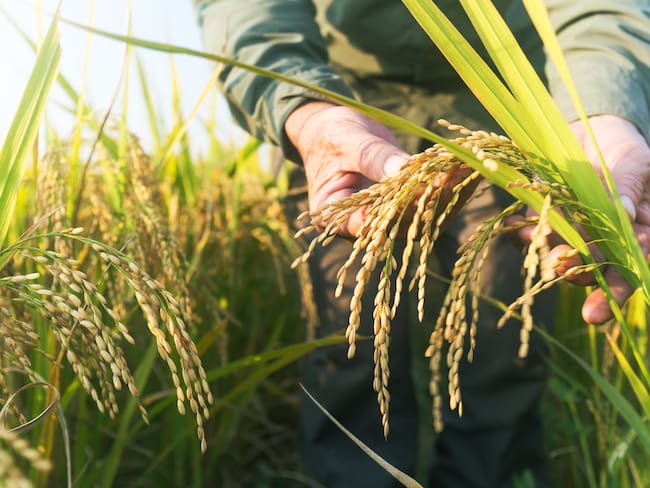 Imagen de referecia de cultivo de arroz. Foto: Getty Images