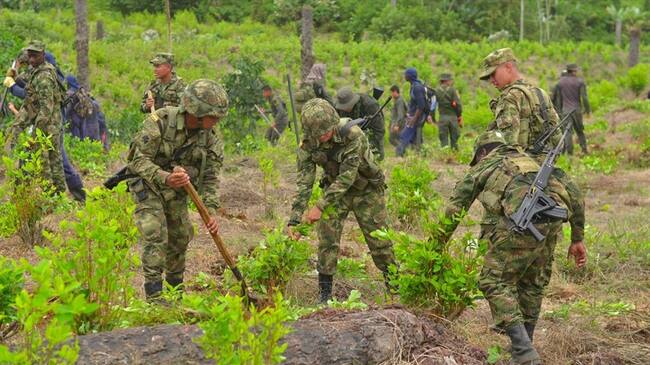 Erradicación de cultivos ilícitos. Foto: Colprensa