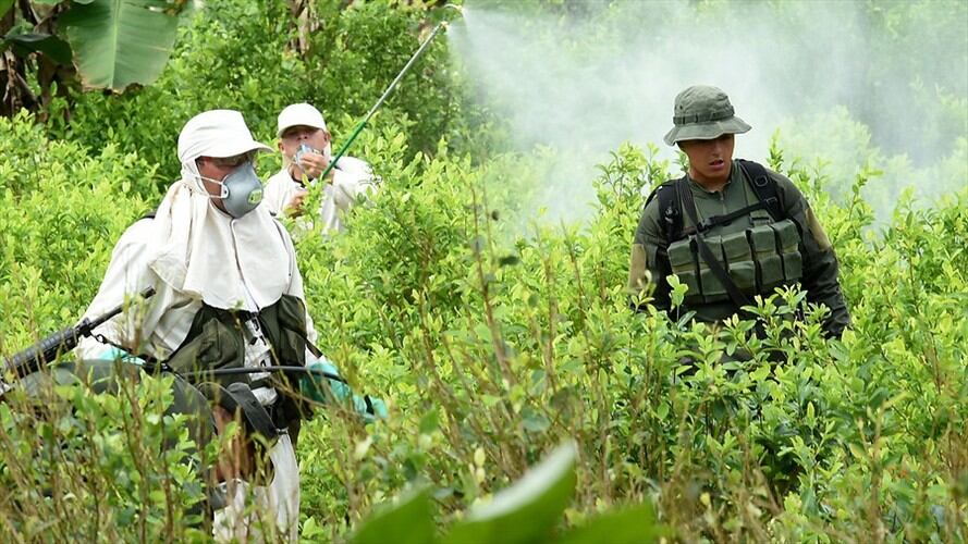 Erradicación de cultivos ilícitos. Foto: Colprensa