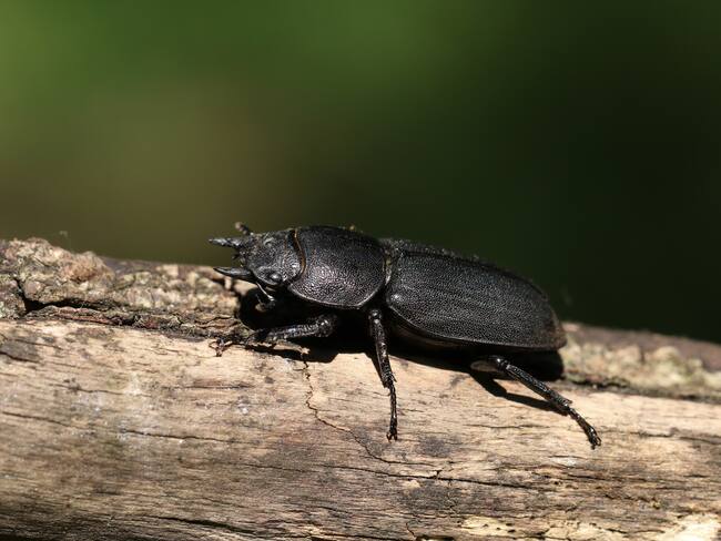 Descubre nueva especie de escarabajo para Colombia