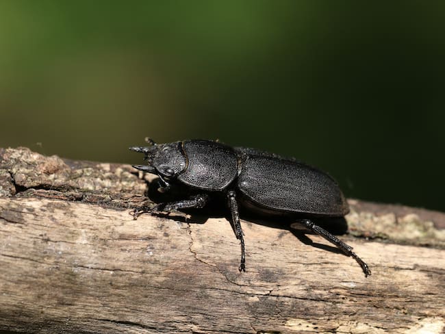 Descubre nueva especie de escarabajo para Colombia