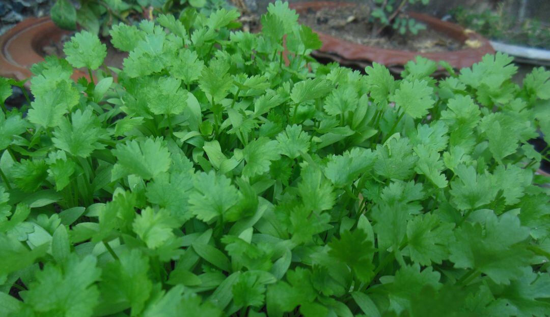 Cultivo de cilantro