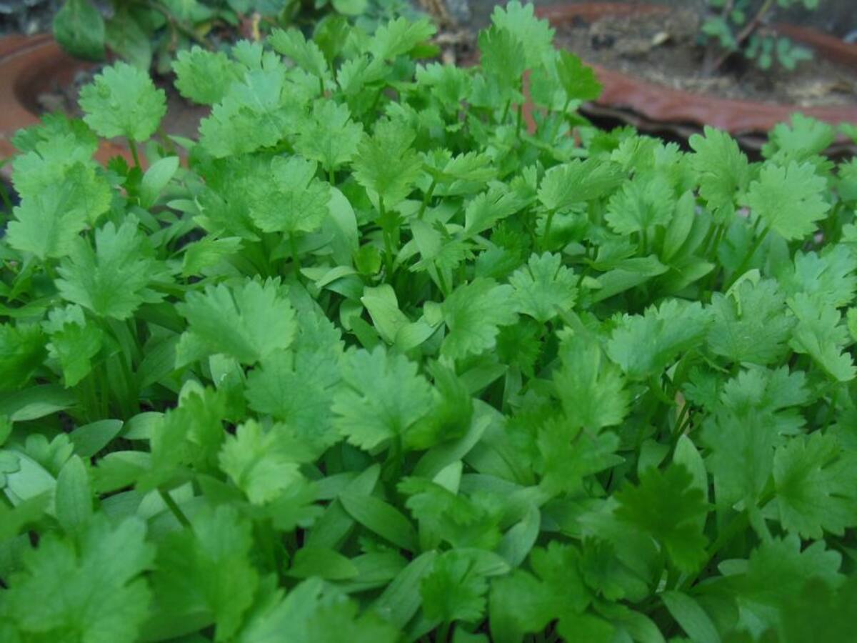 Suben precios del cilantro y otras hortalizas
