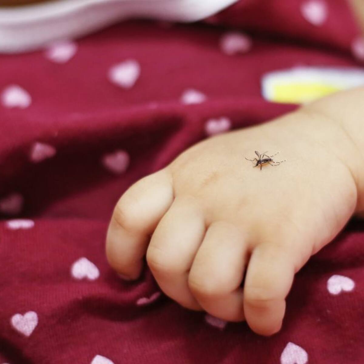 10 personas han muerto por dengue en Santander