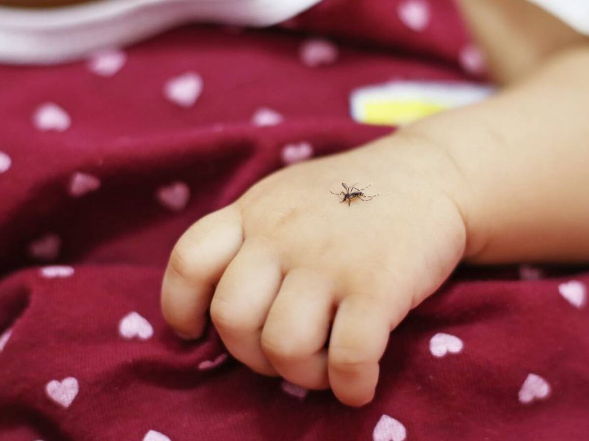 Hay alerta en Caldas por posibles casos de dengue grave, las autoridades supervisan la situación