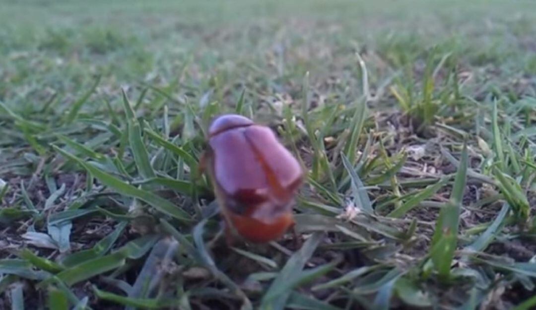 Cucarrones de mayo en Bogotá