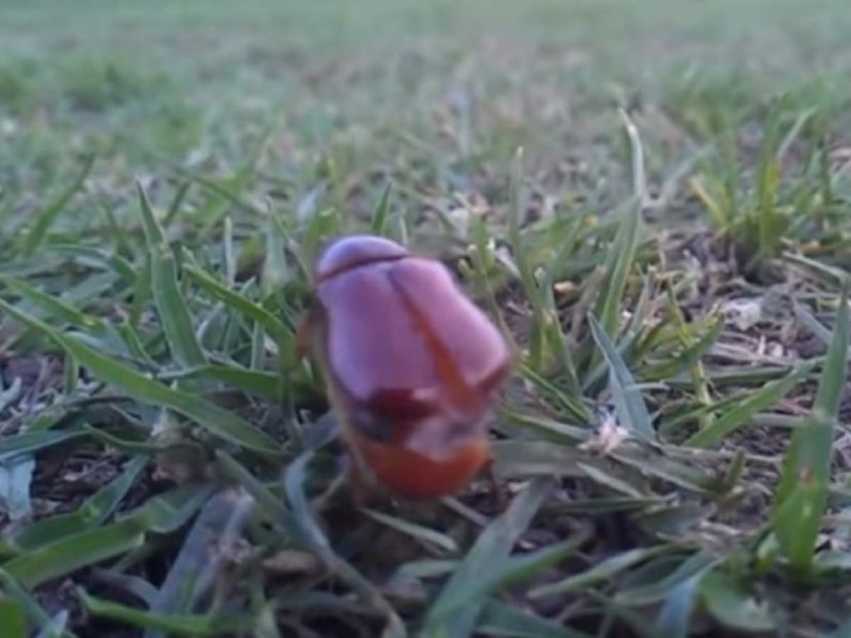 Llegaron los cucarrones de mayo, ¿inofensivos? ¿peligrosos?