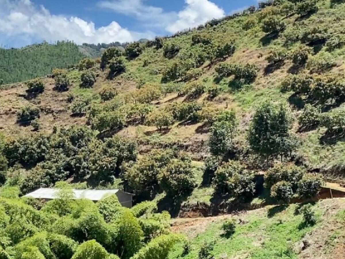 Campesinos reciben 150 toneladas de abono extraído de la basura