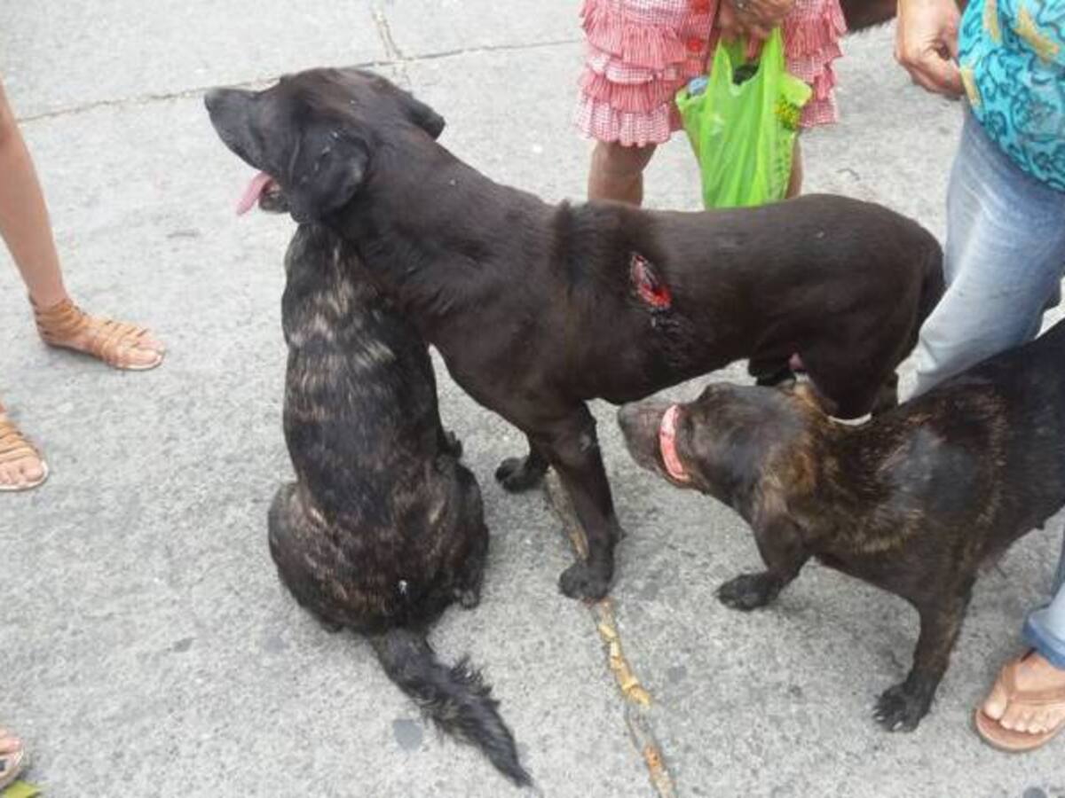 En Armenia no para maltrato animal, perros fueron heridos con arma blanca