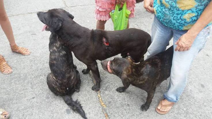 En Armenia no para maltrato animal, perros fueron heridos con arma blanca