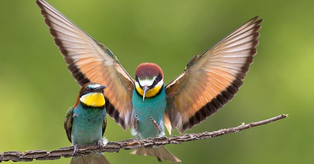 Boyacá: Un Paraíso alado para los entusiastas de la naturaleza