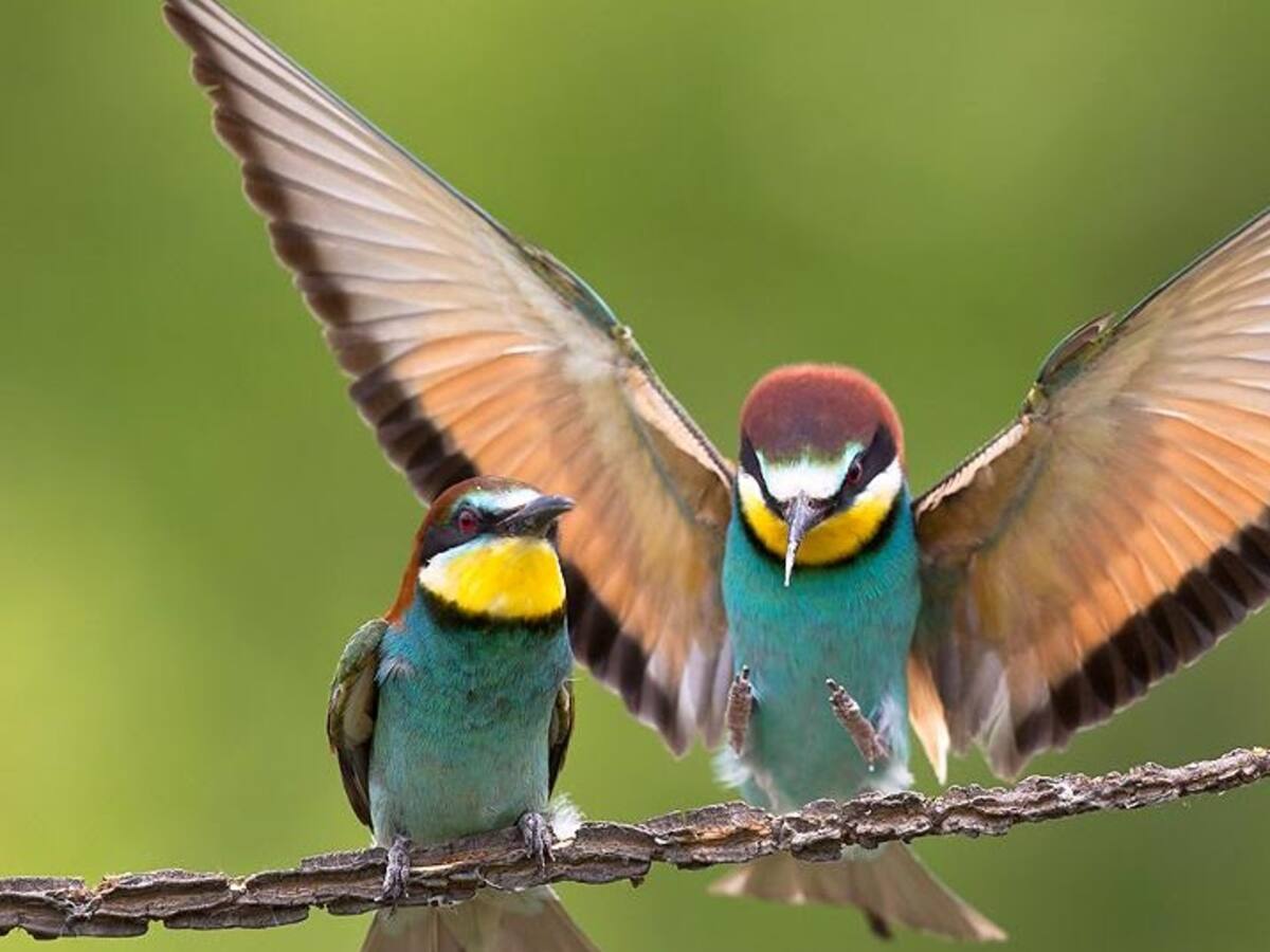 Inicia el Global Big Day en Boyacá: Un paraíso para los amantes de las aves