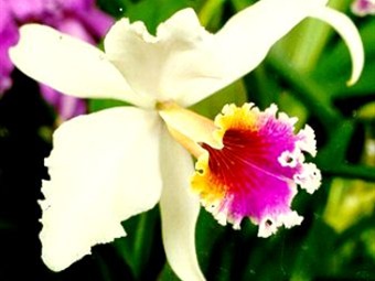 Descubren nueva especie de orquídea en Colombia
