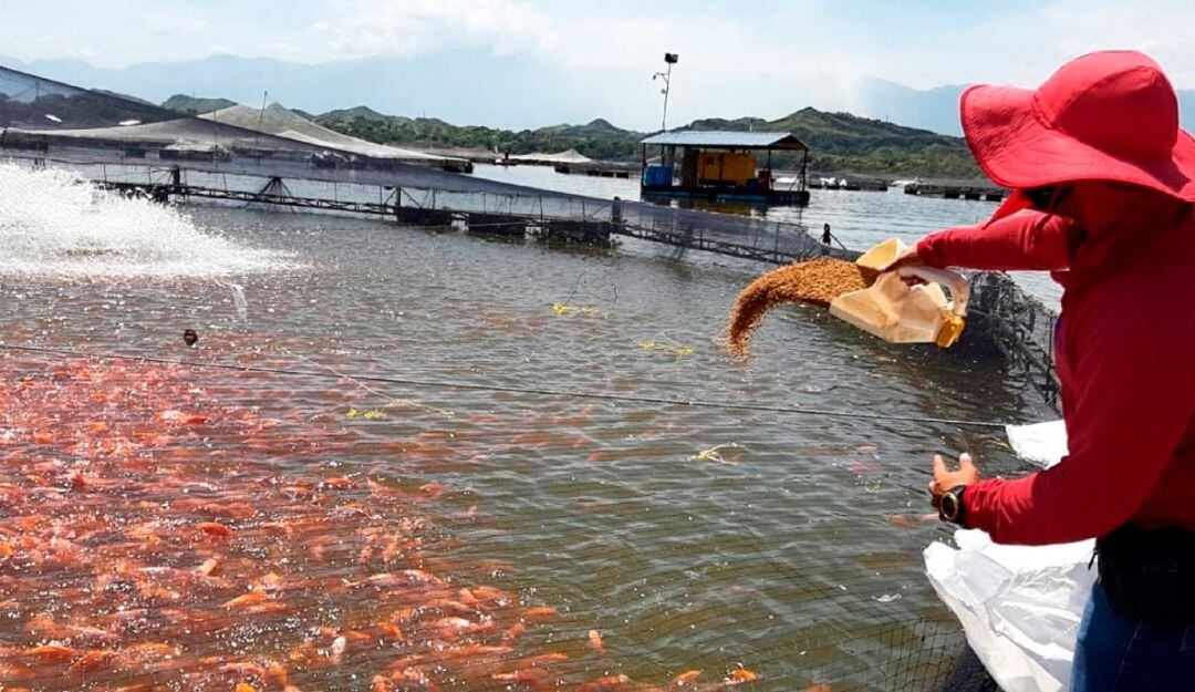 El departamento del Huila provee el 90% de las exportaciones de tilapia del país.
