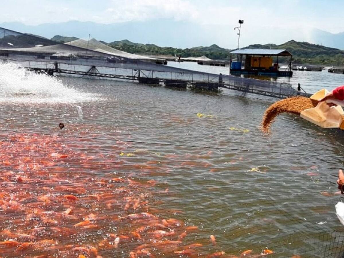 El Huila exportó más de US$60 millones en tilapia durante 2021