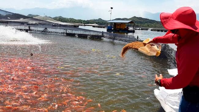 El departamento del Huila provee el 90% de las exportaciones de tilapia del país.
