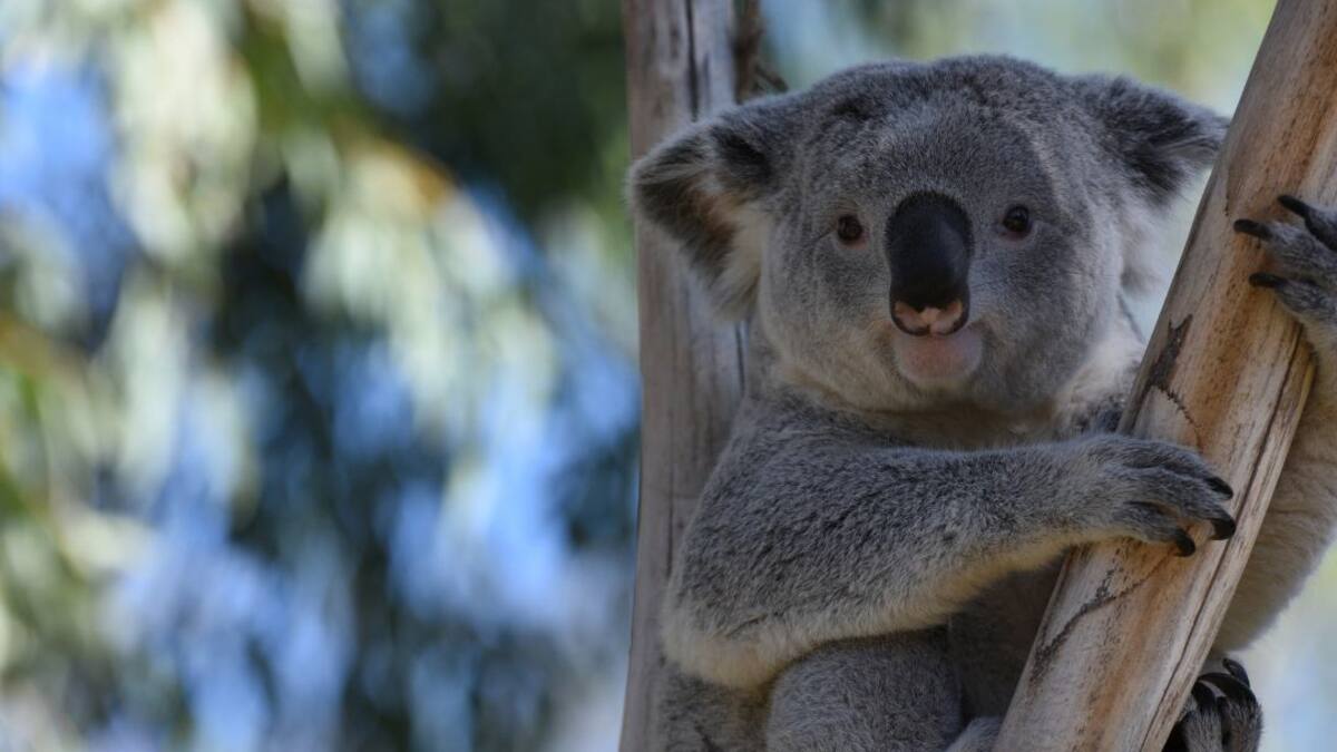 ¿Por qué Australia sacrifica 750 koalas con francotiradores desde helicópteros?
