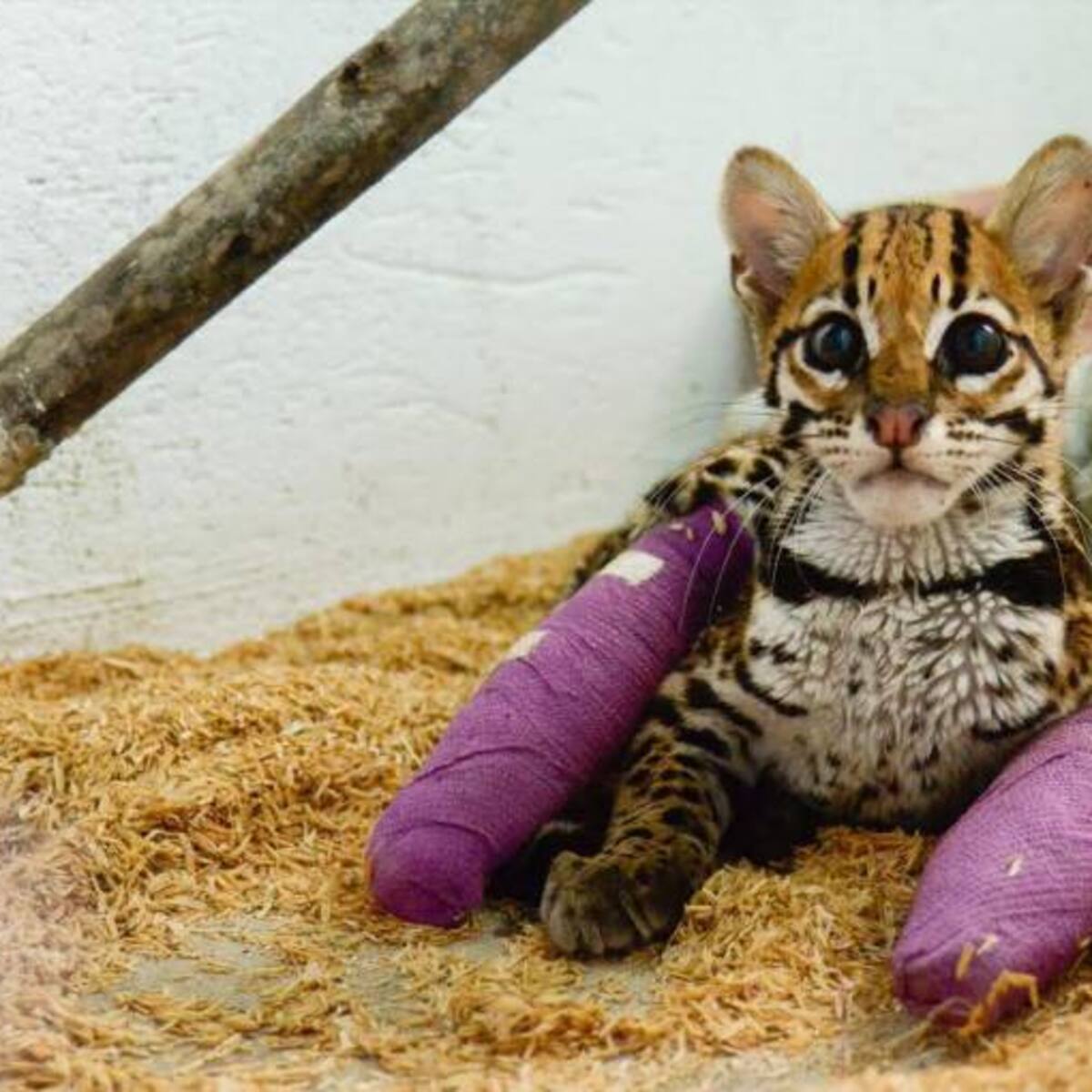 Salvan un ‘Gato Tigre’ que fue hallado con múltiples heridas en Puerto Boyacá