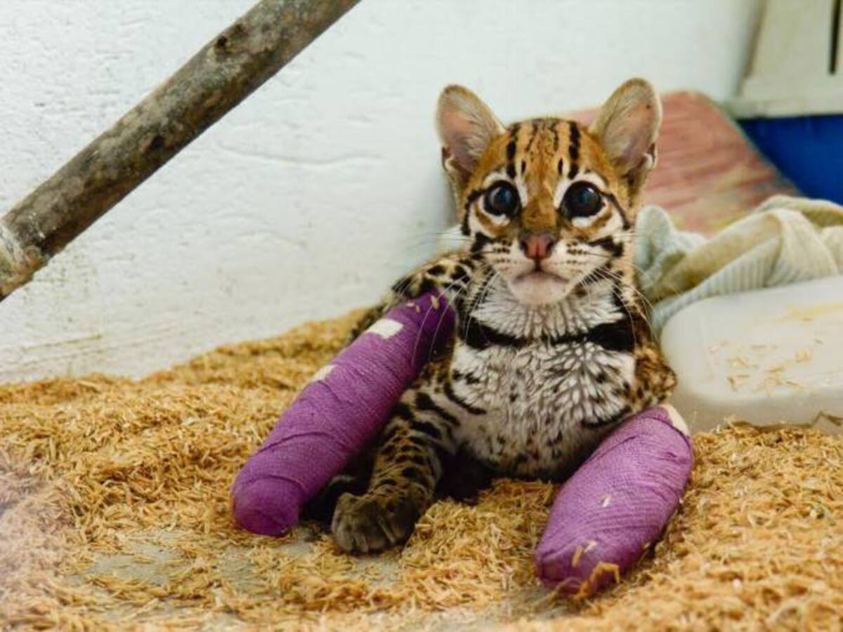 Salvan un ‘Gato Tigre’ que fue hallado con múltiples heridas en Puerto Boyacá