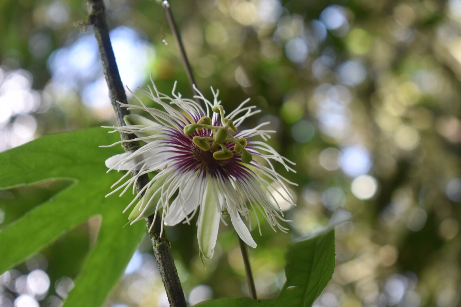 La especie de flora fue registrada por el botánico.
