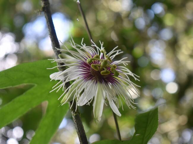 La especie de flora fue registrada por el botánico.