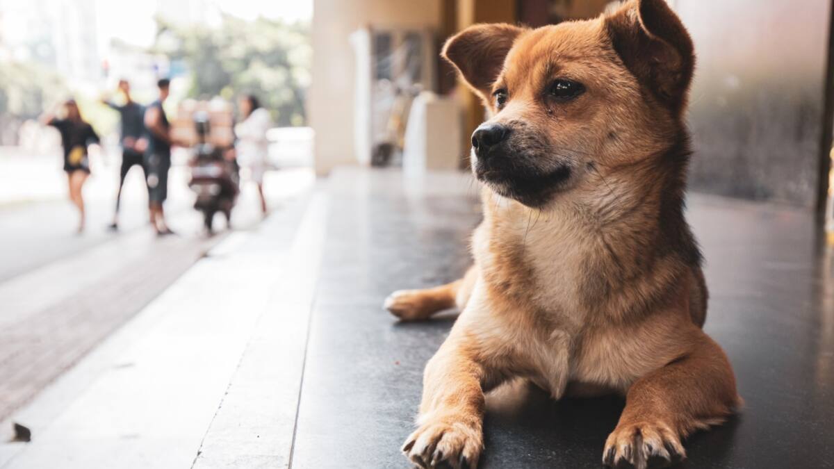 Un protector para los peludos