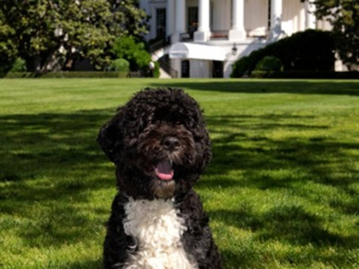 Bo Obama, la mascota de la Casa Blanca, cumple cuatro años de edad