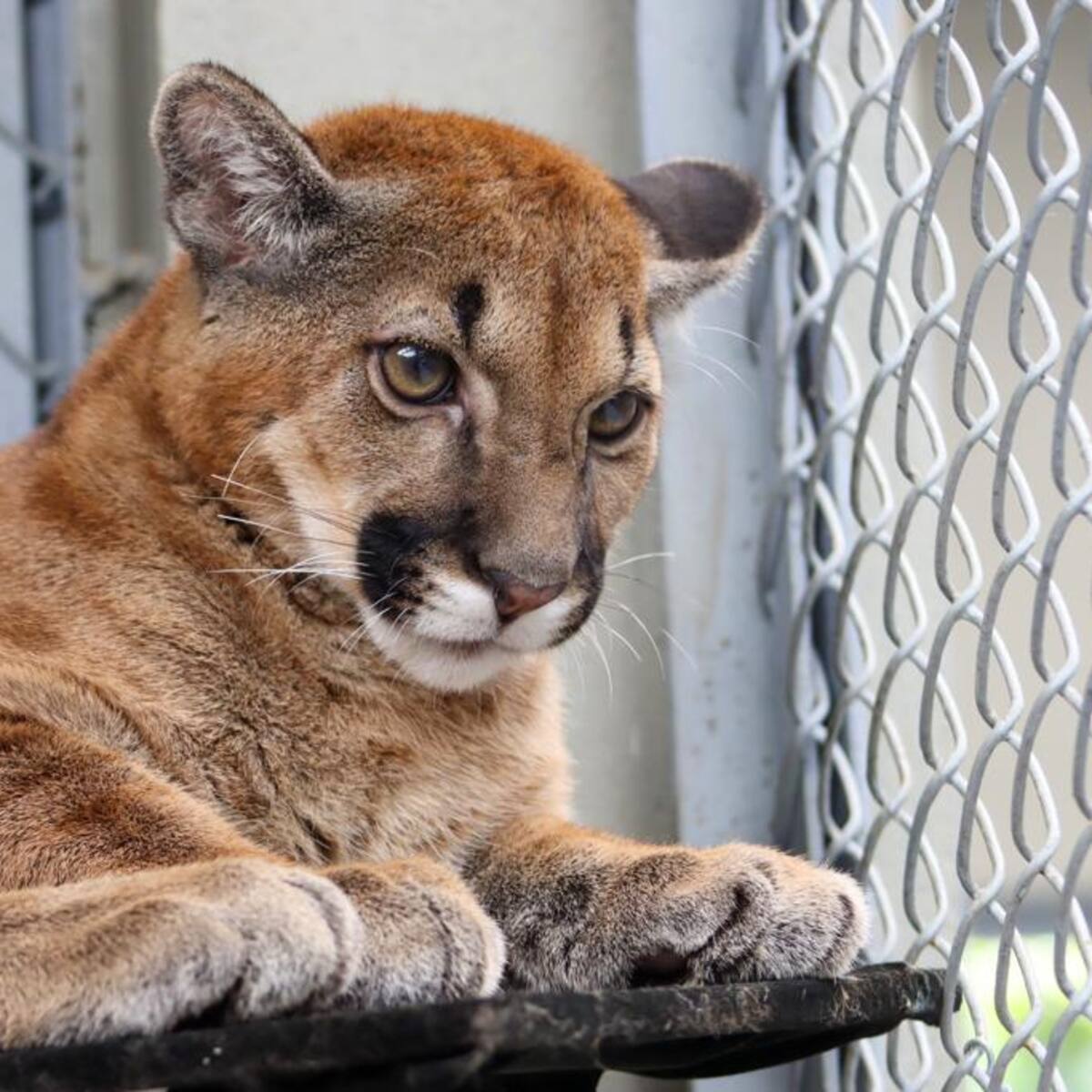 Un puma cachorro fue rescatado en Ciudad Bolívar, Antioquia.