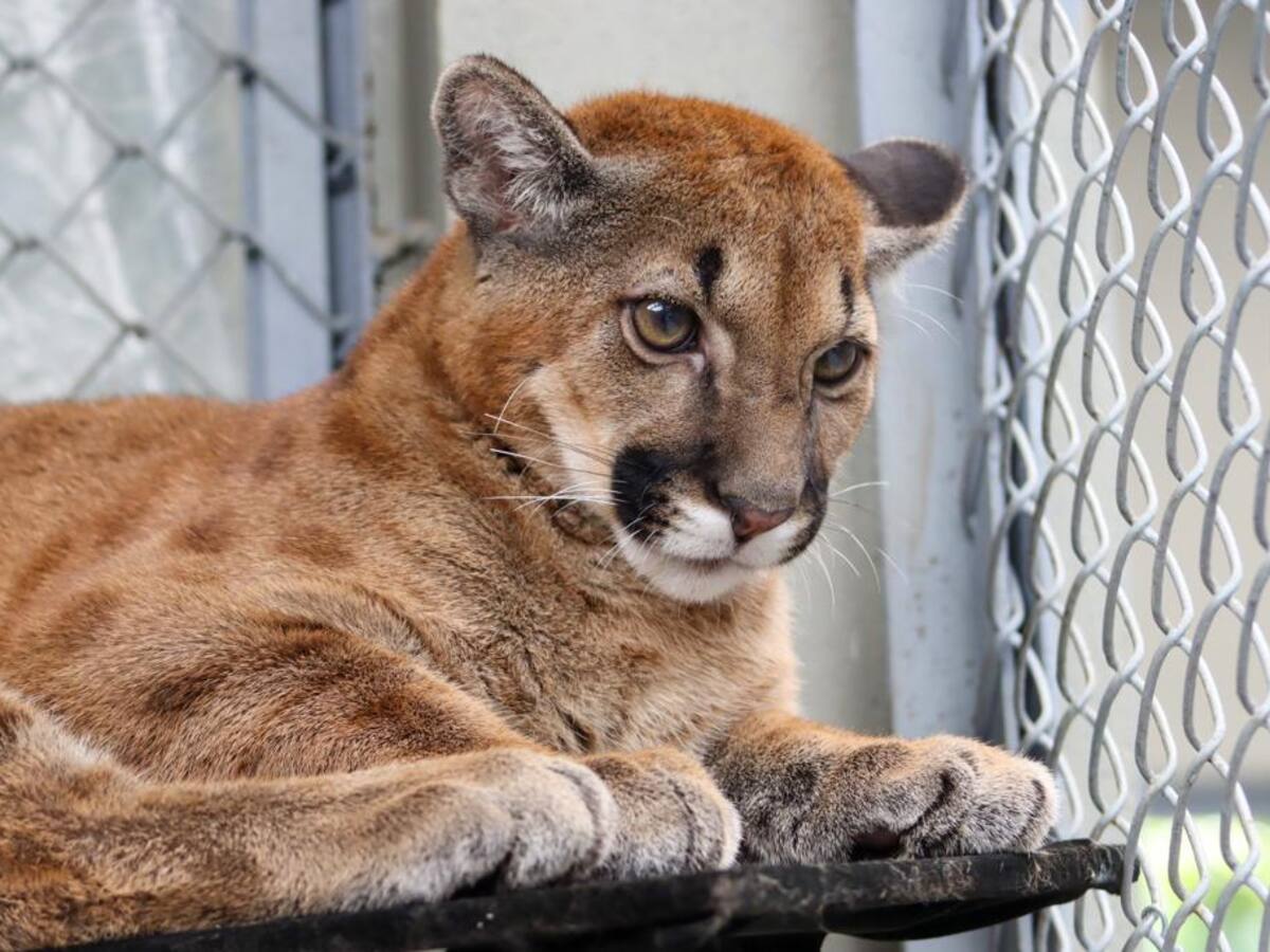 Un puma cachorro fue rescatado en Ciudad Bolívar, Antioquia.