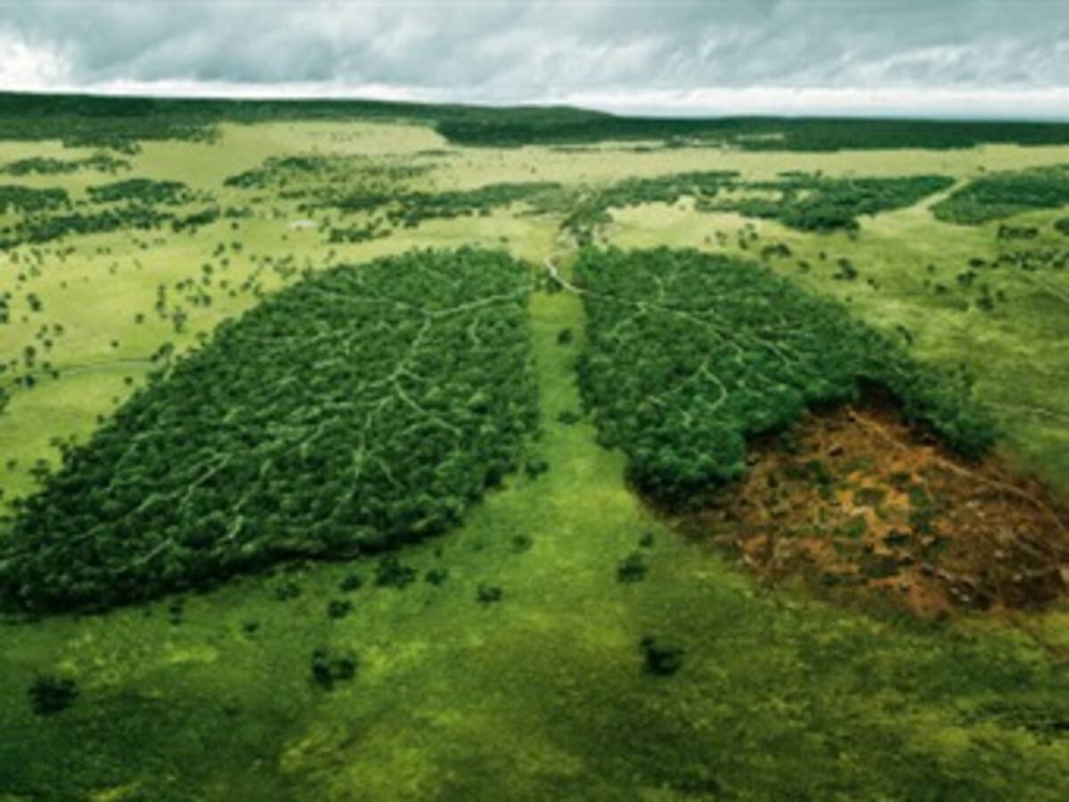 Grupos ecologistas brasileños protestan contra proyecto de nueva ley forestal