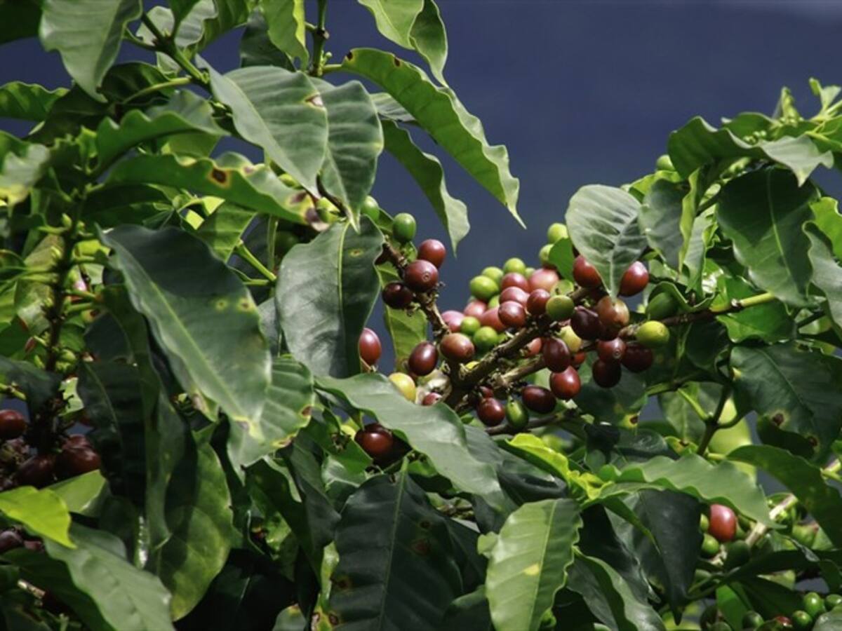 Aracataca no solo produce mariposas amarillas: líder cafetero