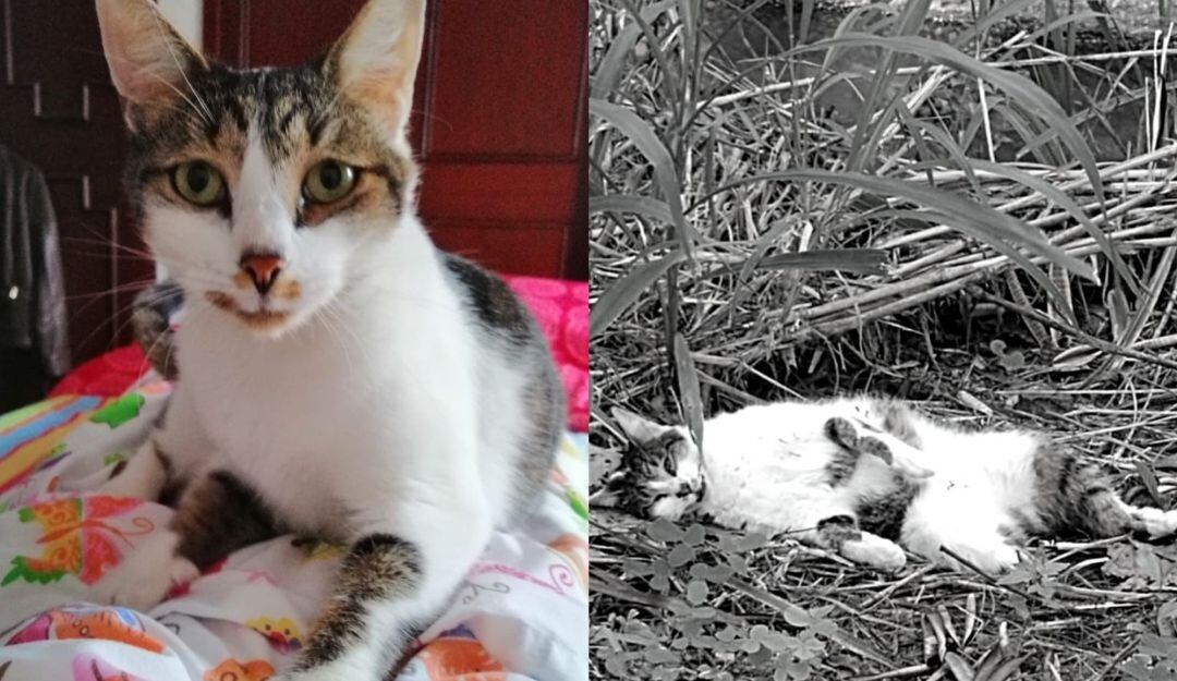 Emma, víctima de maltrato animal